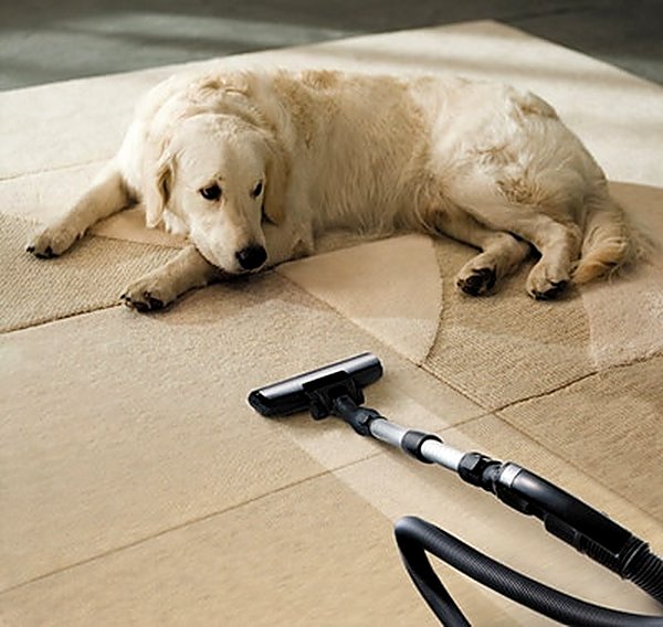 Pet Stain & Odor in Castle Rock, CO